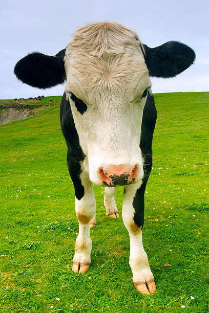 Diversão vaca em campo verde exuberante - foto de acervo