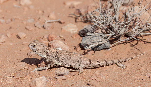 istock Desert Religion, Trapelus mutabilis 486727011