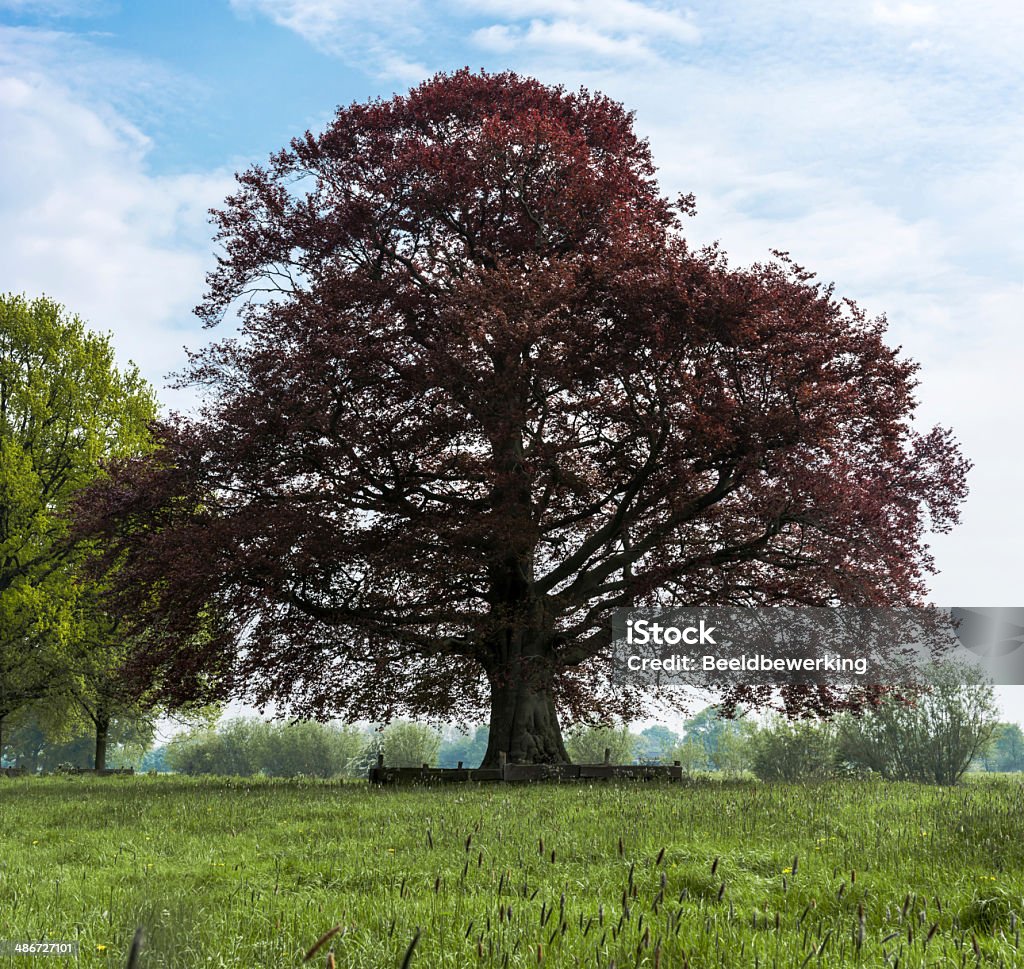 Red Beech Red Beech Tree Stock Photo - Download Image Now - Red Beech, Green ...