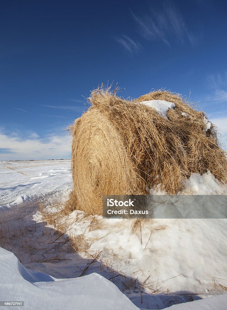 Straw Round Bale Straw Round Bale sitting in a Farmers Field during the Winter in the plains of Saskatchewan Canada Agricultural Field Stock Photo