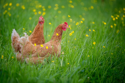 Free range chickens foraging at an organic farm.