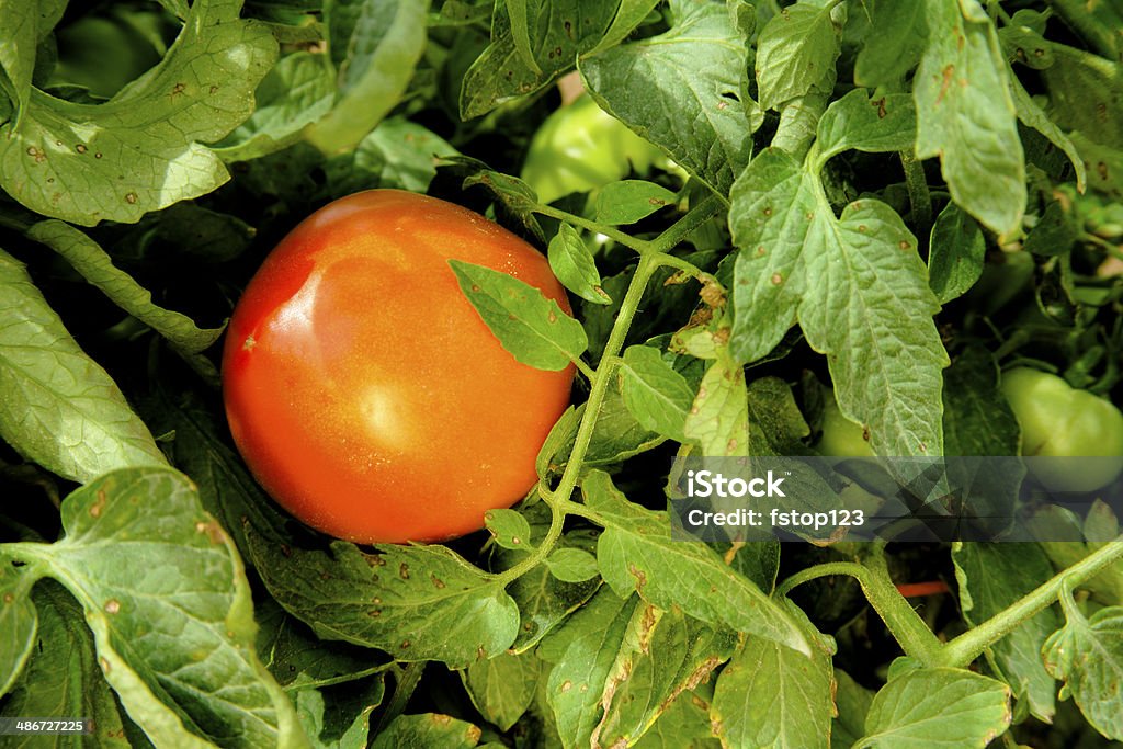 Vermelho, tomate crescendo nas videiras em uma fazenda. - Foto de stock de Agricultura royalty-free