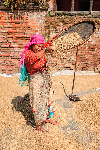 istock Nepali woman sifting a rice 486727330