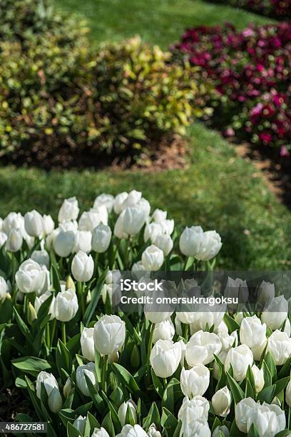 Blanco Tulipanes Foto de stock y más banco de imágenes de Agricultura - Agricultura, Aire libre, Arbusto