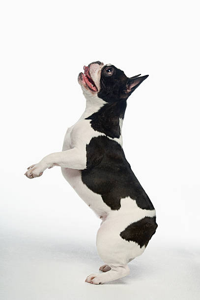istock French Bulldog Standing On Hind Legs 486728491