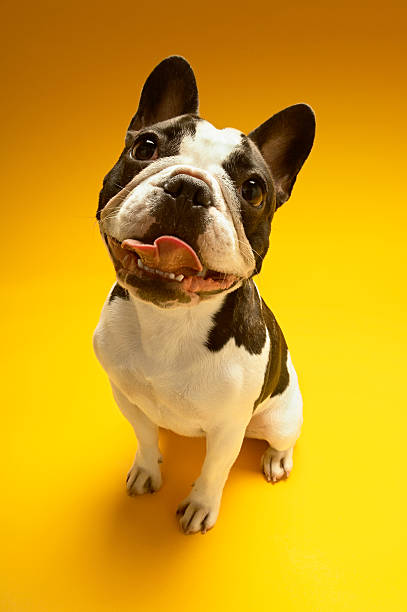 istock Curious French Bulldog 486728499
