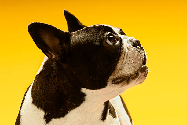 istock French Bulldog Looking Away 486728501