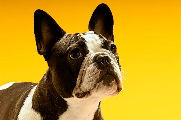 istock French Bulldog Looking Away 486728503
