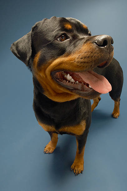 istock Rottweiler Sticking On Tongue 486728525