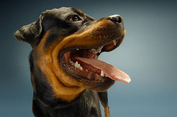 istock Rottweiler Sticking On Tongue 486728527