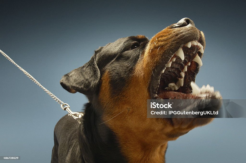 Ferocious Rottweiler Barking Ferocious Rottweiler barking on blue background Dog Stock Photo