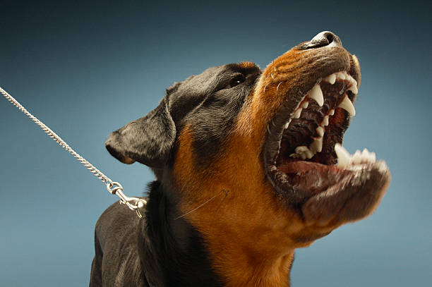 Ferocious Rottweiler Barking Ferocious Rottweiler barking on blue background cruel stock pictures, royalty-free photos & images