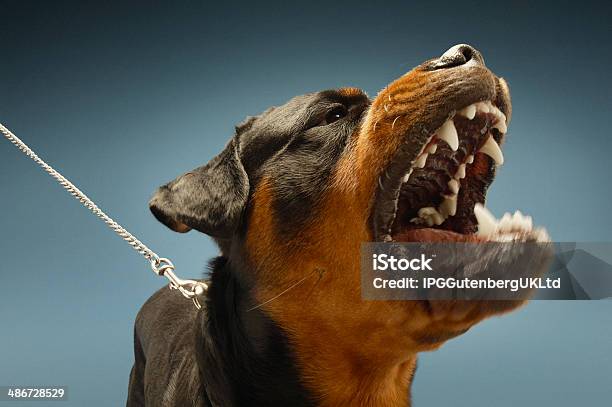 Ferocious Rottweiler Barking Stock Photo - Download Image Now - Dog, Rottweiler, Anger