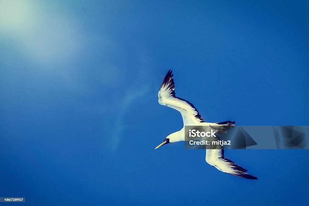 Caribbean seagull Caribbean gull (seagull) on the blue sky. Animal Wildlife Stock Photo