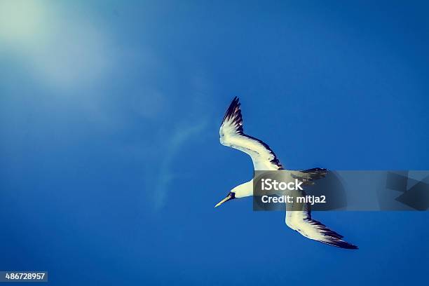 Caribbean Seagull Stock Photo - Download Image Now - Animal Wildlife, Animals In The Wild, Beauty In Nature