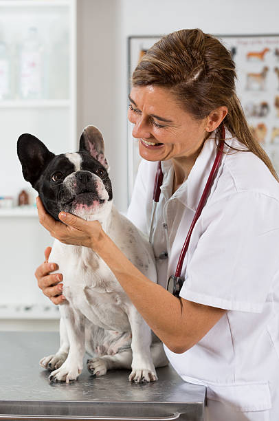 istock Veterinary clinic with a french bulldog 486729182
