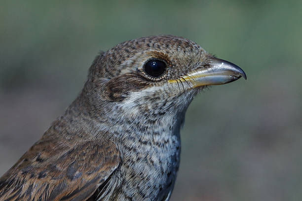 istock Red-backed Shrike, Lanius collurio 486729875