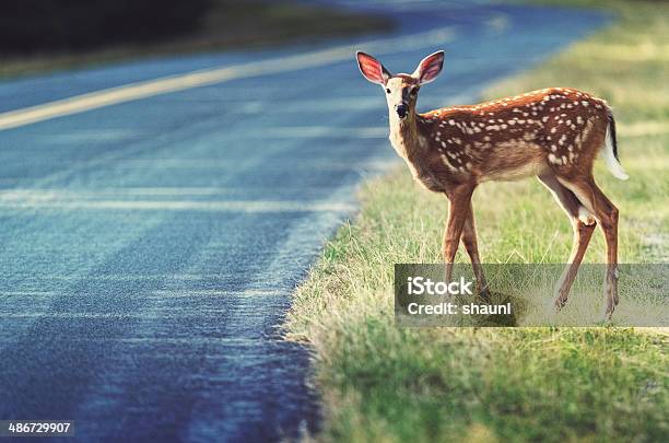 조심함 Fawn 사슴에 대한 스톡 사진 및 기타 이미지 - 사슴, 도로, 2차선 고속도로