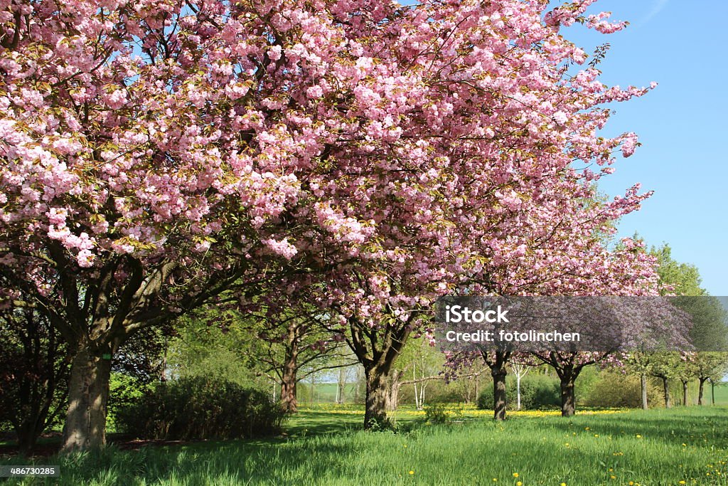 Frühlingskirschblüten - Lizenzfrei April Stock-Foto