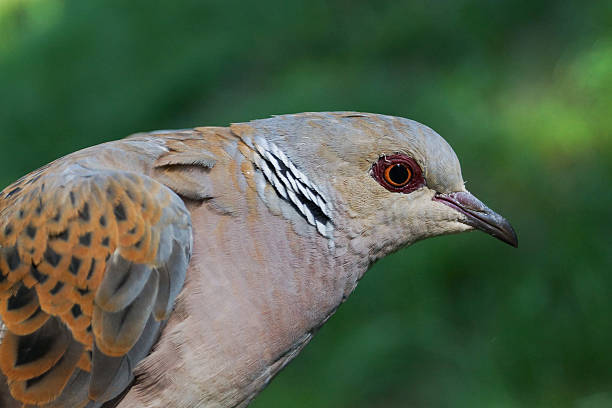 istock European Turtle Dove, Streptopelia turtur 486730307