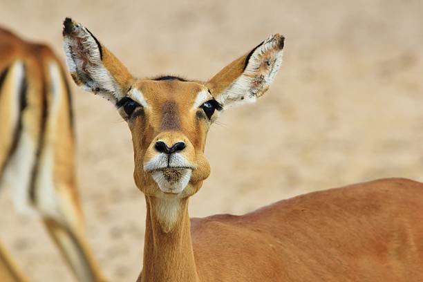 istock Impala - Funny Wildlife Backgrounds from Africa 486730319