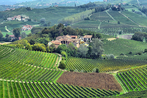 istock panorama of vineyards 486730431