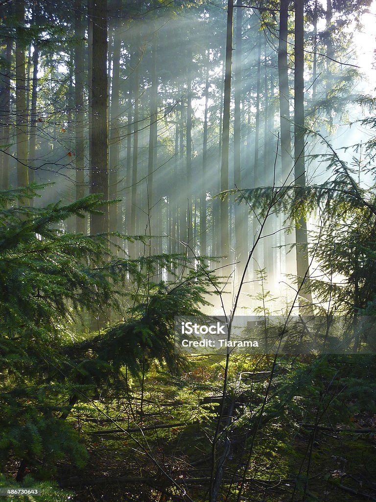 Sunbeam Forest Sunbeam shines through trees in forest Forest Stock Photo