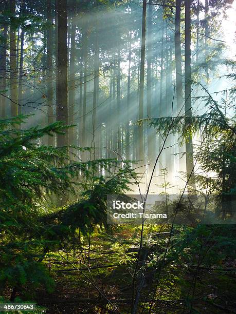 Sunbeam Forest Stock Photo - Download Image Now - Forest, Fog, Grove