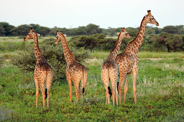 istock Namibia: Giraffe at Etosha National Park 486730985