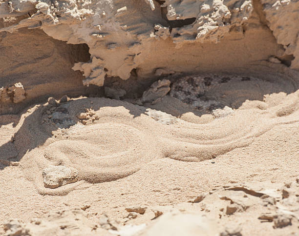 víbora do deserto egipto cobra na areia - snake cobra egyptian cobra poisonous organism imagens e fotografias de stock