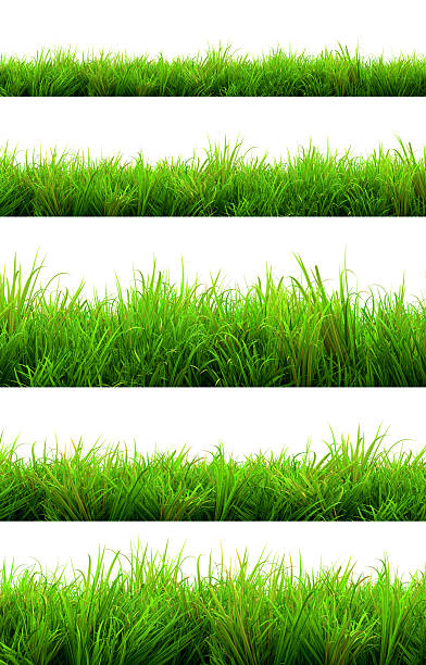 istock green grass summer isolated on white background 486731317