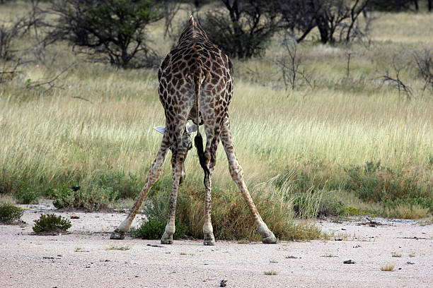 istock Namibia: Giraffe at Etosha National Park 486731437