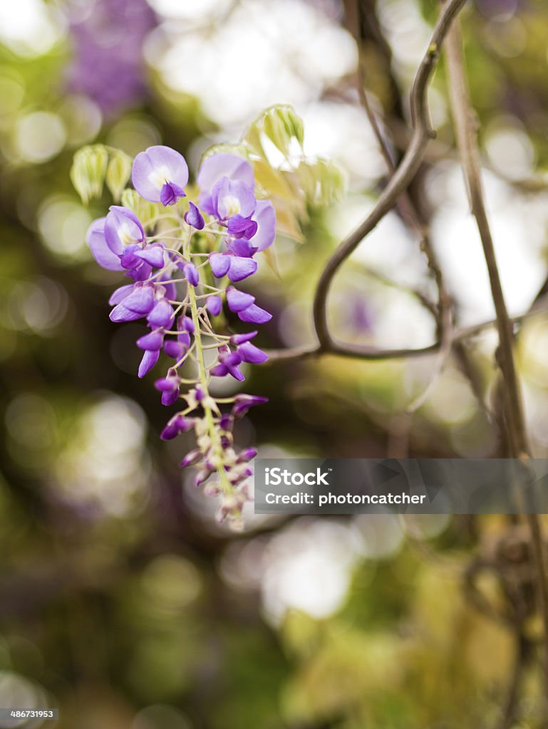 Wisteria sinensis Beautiful Wisteria sinensis flowers blooming in springtime Blossom Stock Photo