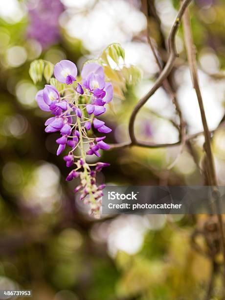 Wisteria Sinensis Stock Photo - Download Image Now - Blossom, Blue, Bunch