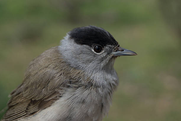 istock Eurasian Blackcap, Sylvia atricapilla 486732121