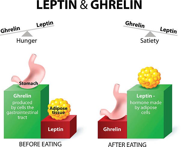 ghrelin und leptin - intake of energy stock-grafiken, -clipart, -cartoons und -symbole
