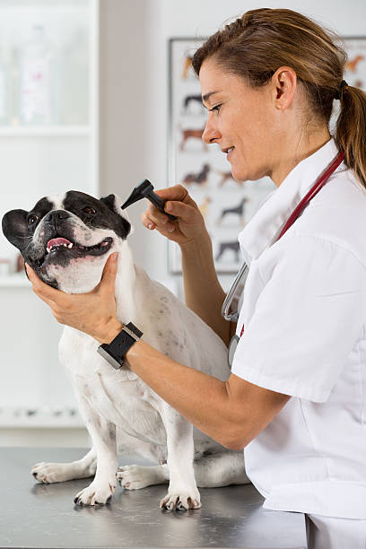 istock Veterinary clinic with a French bulldog 486732822