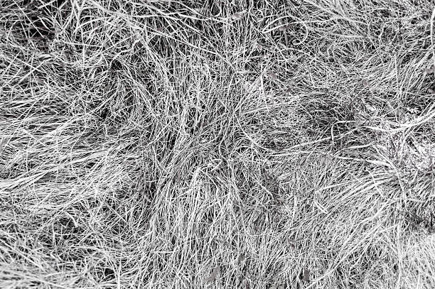 istock Abstract background of dry grass, line textures 486733326