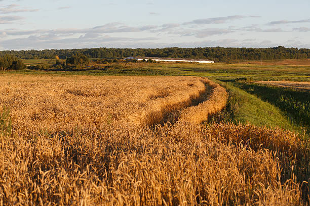 rural avec champ de blé au soleil en été - kansas wheat bread midwest usa photos et images de collection