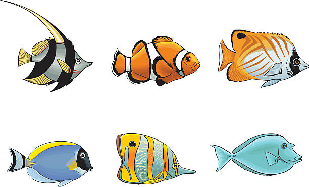 Tropical fish vector art illustration