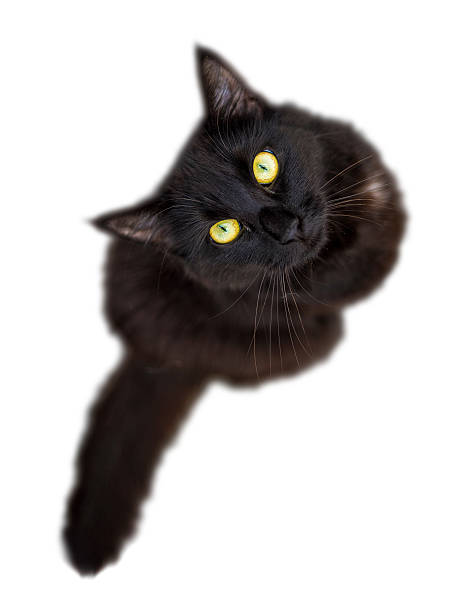 istock Black cat isolated on white background looking up at camera 486735086