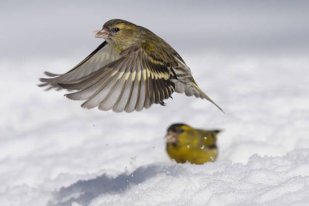 winter flying weibliche fichtenzeisig avove male im schnee - fichtenzeisig stock-fotos und bilder