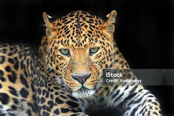 Leopard Stock Photo - Download Image Now - 2015, Africa, Animal - iStock