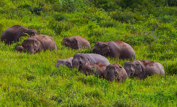 istock Big group of wild elephant 486737448