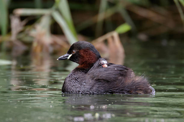 istock Little Grebe Family 486737596