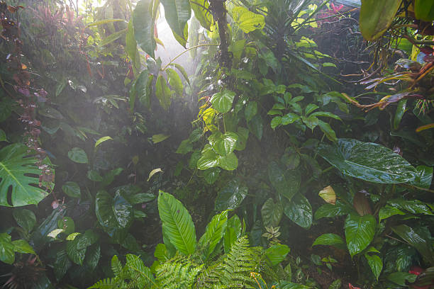 la pluie dans la jungle de la forêt - mousson photos et images de collection