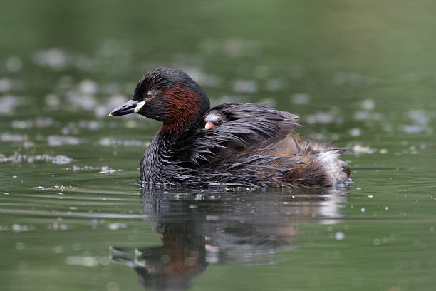 istock Little Grebe Family 486738092