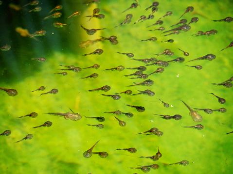 Tadpole family and green nature background, Tadpoles and family find any food in water