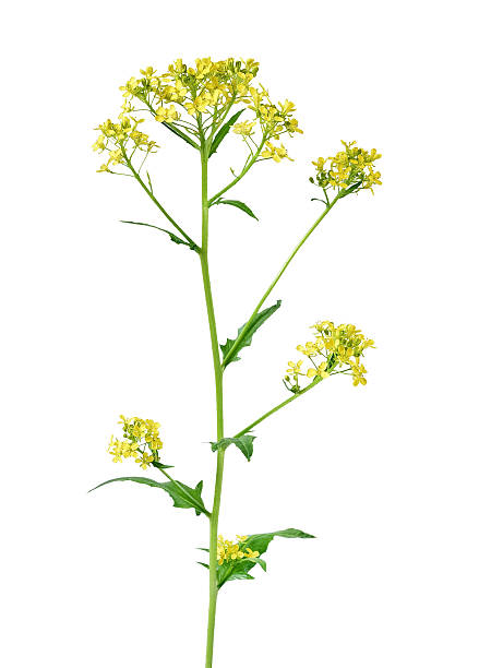 istock Brassica campestris flower 486738242