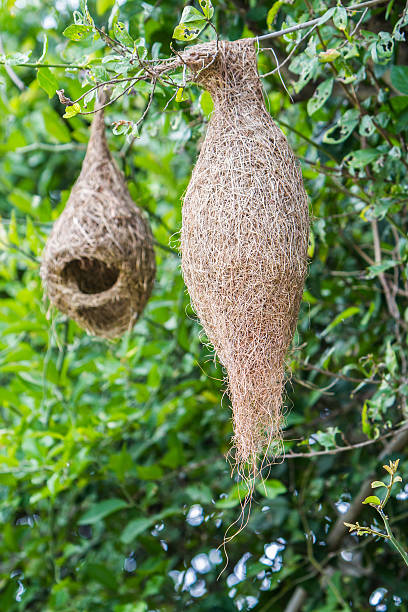 istock Nest of Ploceus philippinus. 486738656